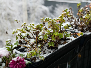 Balcony garden with hanging decorative flower pots with frozen flowers plants and white snow in cold winter time