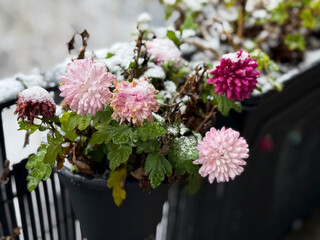 Balcony garden with hanging decorative flower pots with frozen blooming chrysanthemum flowers plants and white snow in cold winter time