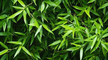 Obraz premium Vibrant bamboo leaves creating a lush green background for nature-themed designs and projects.