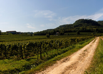 Naklejka premium Path through the vineyards of Cormons, featuring regional products and wines
