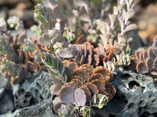 Beautiful exotic Sedum stonecrop plants close up growing on black volcanic rocks 