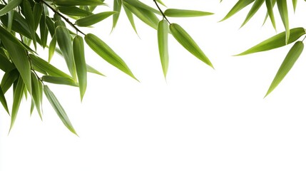 Naklejka premium Bamboo leaves isolated on white background for nature design and eco-friendly concepts