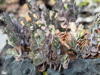 Beautiful exotic Sedum stonecrop plants close up growing on black volcanic rocks 