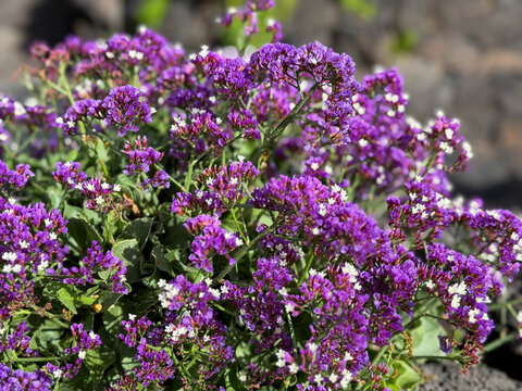 Beautiful blooming vibrant purple pink Limonium macrophyllum decorative flowers close up, floral wallpaper background with purple limonium