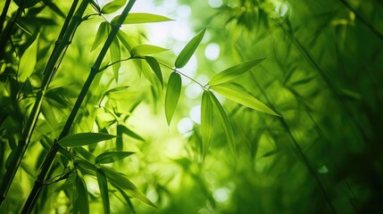 Obraz premium Lush bamboo leaves illuminated by sunlight in a serene forest reserve showcasing nature's tranquility and vibrant greenery