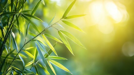 Fototapeta premium Bamboo plant illuminated by sunlight in a tranquil natural setting highlighting green leaves and soft glowing background.