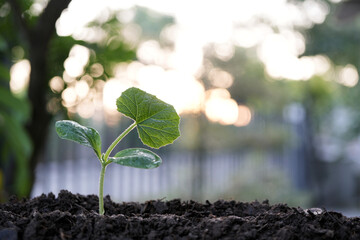 small growing sprout, backyard home garden