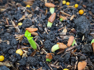 Close up photo of a young adenium arabicum tree sprout growing in the soil.