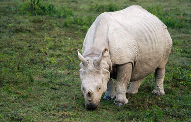 Fototapeta premium Great Indian single horned rhinoceros grazing