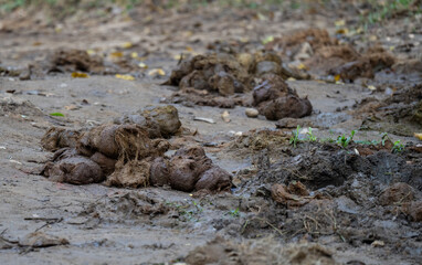 Asian elephant poop, spread on road