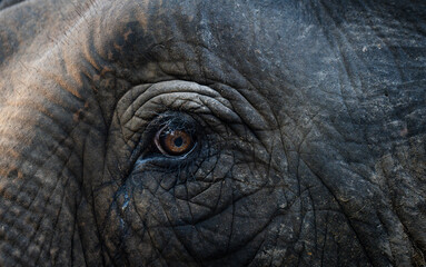 close-up of the eye of a beautiful adult elephant