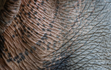 Textured aged asian elephant skin