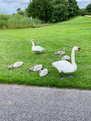 Swans with cygnets resting on green lawn by lakeside