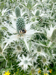Bumblebee on Silver Thistle in Bloom