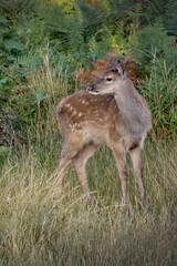 Young European fallow deer