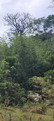 Fototapeta premium Destrucción de hábitats: agricultura y su impacto negativo en el bosque nativo