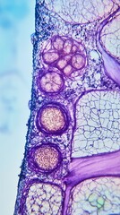 Magnified view of plant vascular tissue showing xylem and phloem, a clear microscope image of plant vascular tissue showing xylem and phloem in high definition.