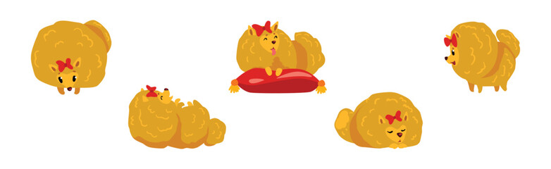 Pomeranian Spitz Doggy in Different Pose Vector Set