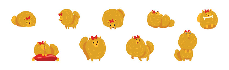 Pomeranian Spitz Doggy in Different Pose Vector Set