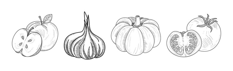 Sketch Fruit and Vegetables as Garden Crop Harvest Vector Set