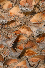 Exploring the intricate textures of palm bark under bright sunlight in a tropical landscape