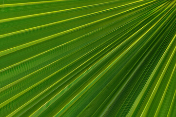 Vibrant green palm leaves showcasing intricate patterns under bright sunlight