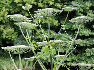 The dangerous and poisonous plant Heracleum sosnowskyi grows in nature