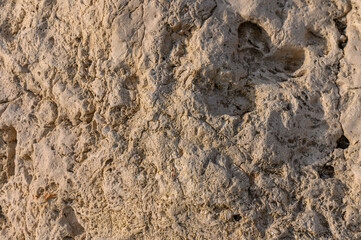 Ancient footprints reveal the story of life in the sandy rock layers of a sunlit desert landscape