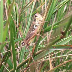 Grasshopper in the grass