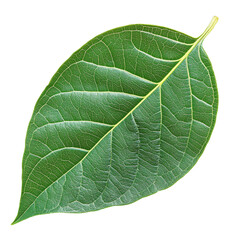 Obraz premium Vibrant Green Leaf with Intricate Vein Patterns Exemplifying the Beauty and Complexity of Nature's Organic Design