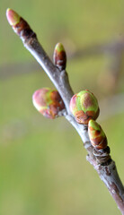 Buds swelled on the tree in spring