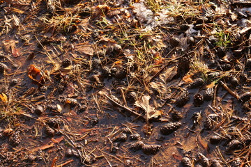 wet soil in the forest background