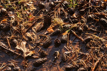 wet soil in the forest background