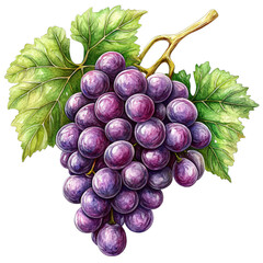 Fototapeta premium Vibrant Watercolor Art of Fresh Purple Grapes with Delectable Appeal for Culinary and Artistic Inspiration