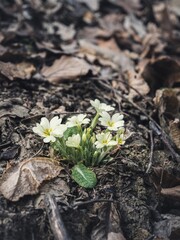 Delicate primrose flowers blooming among dried leaves on a forest floor. The pale yellow petals contrast beautifully with the earthy background.