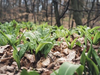A close-up view of wild garlic plants (Allium ursinum) emerging through dried leaves in a forest. The fresh green shoots contrast with the brown leaf litter in early spring.