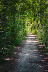 Fototapeta premium chemin forestier en forêt