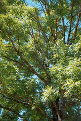 Fototapeta premium joli branchage d'un arbre