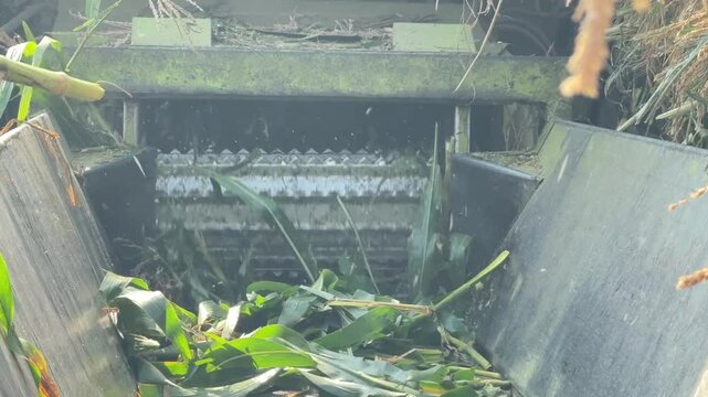 silage making process of maize crop