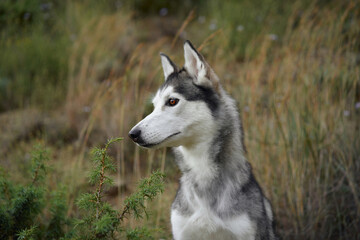 A Siberian Husky attentively observes its surroundings while standing in a grassy field. The soft lighting and natural backdrop enhance the dog sharp features and regal presence.