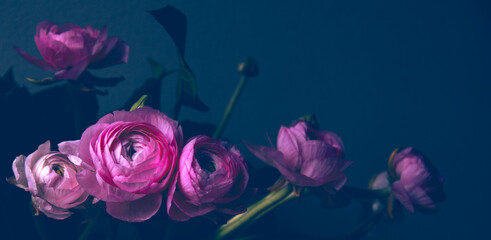 Beautiful bouquet composed of pink purple buttercup tender flowers and a space for a text on dark blue moody background. Retro design of greeting card for mothers day, birthday, anniversary, valentine © Elena Dijour