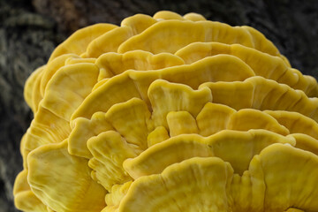 Laetiporus sulphureus