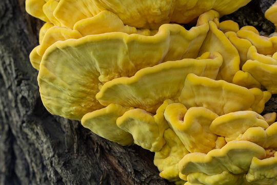 Laetiporus sulphureus