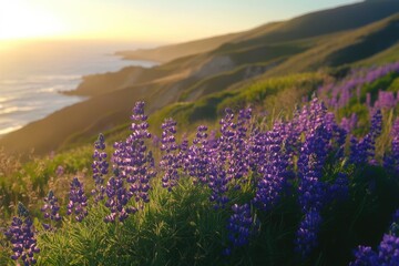 Obraz premium Vibrant purple lupines bloom at sunset, overlooking a dramatic coastline.