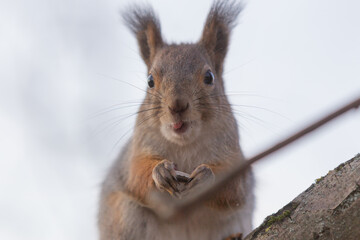 A squirrel with a seed in its mouth and a husk in its paws sits on a tree branch