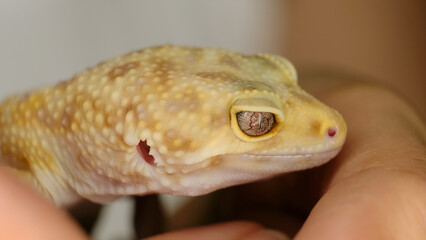 A detailed close-up of a gecko s face focuses on its scales and expressive eye, emphasizing the artistry of nature. This image invites appreciation for exotic wildlife.