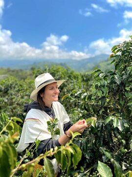 Tourist Picking Ripe Coffee Beans at Scenic Coffee Plantation in Eje Cafetero Colombia Surrounded by Lush Green Plants