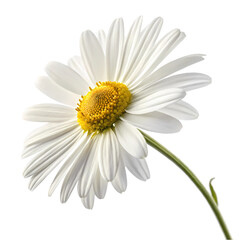 Fototapeta premium Close-up of a beautiful white daisy against