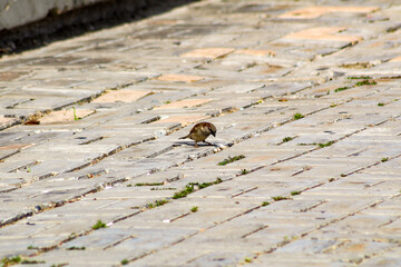 A small bird with a scientific name: Passer domesticus, from the Passeridae family, also known as sparrow.