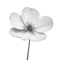 Fototapeta premium Meadow Buttercup wild flower in black and white color on transparent background